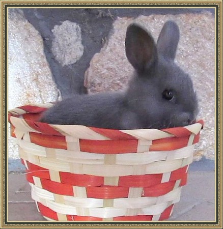 Most miért raktál ebbe a kosárba?